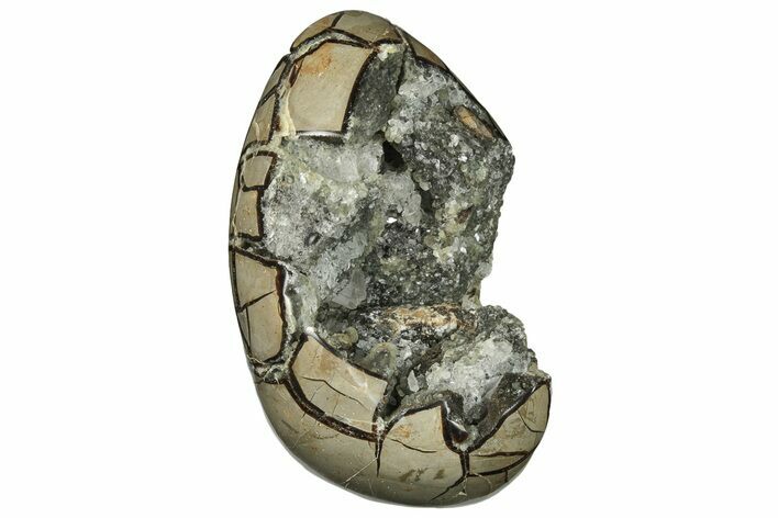 7.6" Free-Standing, Polished Septarian Geode - Black Crystals